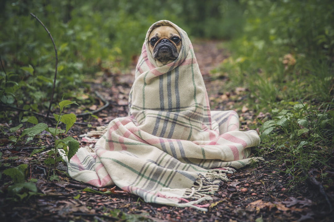 Pet Wellness